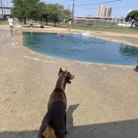 Danny Jackson Family Bark Park ico