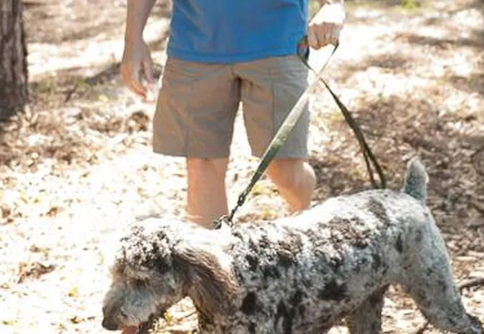 Raymond's Dog Park 7
