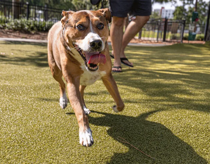 Raymond's Dog Park 4