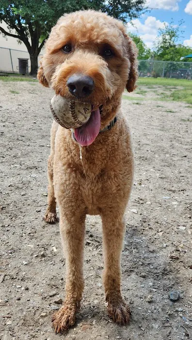 Officer Lucy Dog Park 4