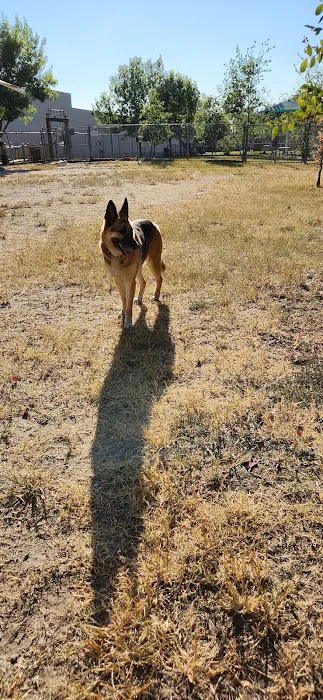 Officer Lucy Dog Park 3