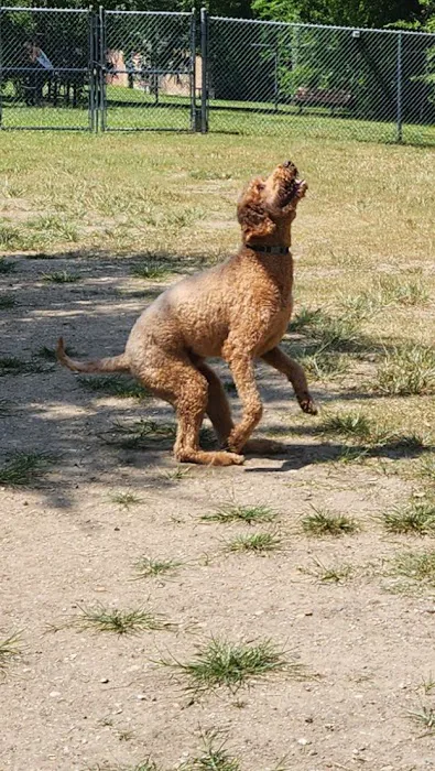 Officer Lucy Dog Park 5