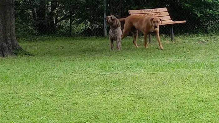 Officer Lucy Dog Park 6