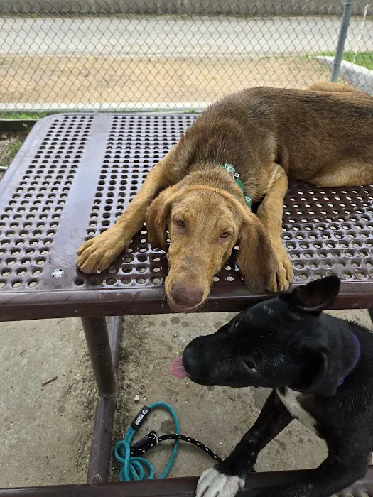 Officer Lucy Dog Park 7