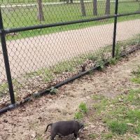 TC Jester Dog Park ico