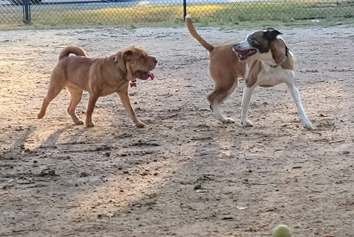 TC Jester Dog Park 2