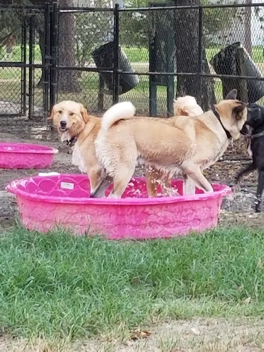 TC Jester Dog Park 10