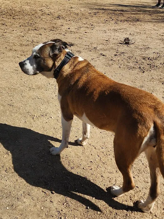 TC Jester Dog Park 5