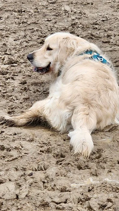 TC Jester Dog Park 3