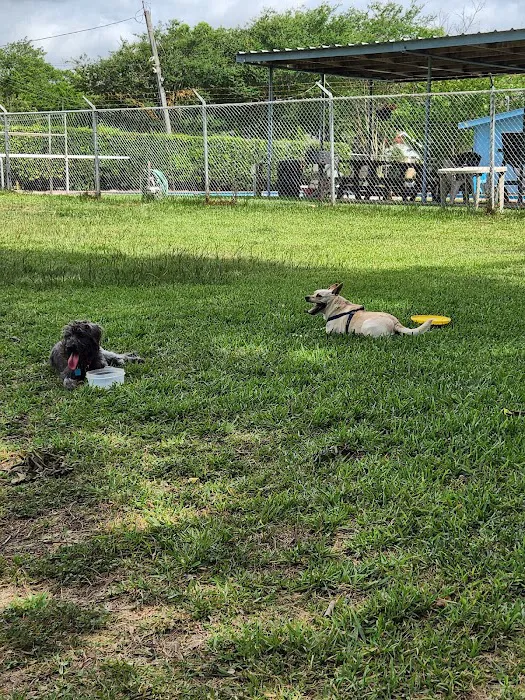 Robindell Dog Run 1