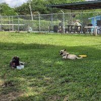 Robindell Dog Run ico