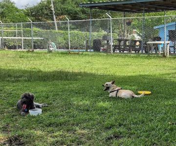 Robindell Dog Run