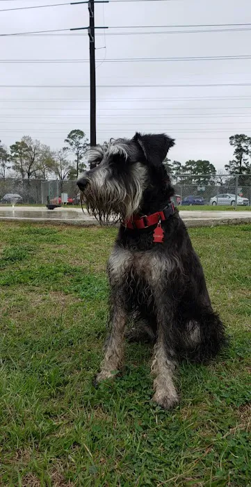 Small Dog Park 8