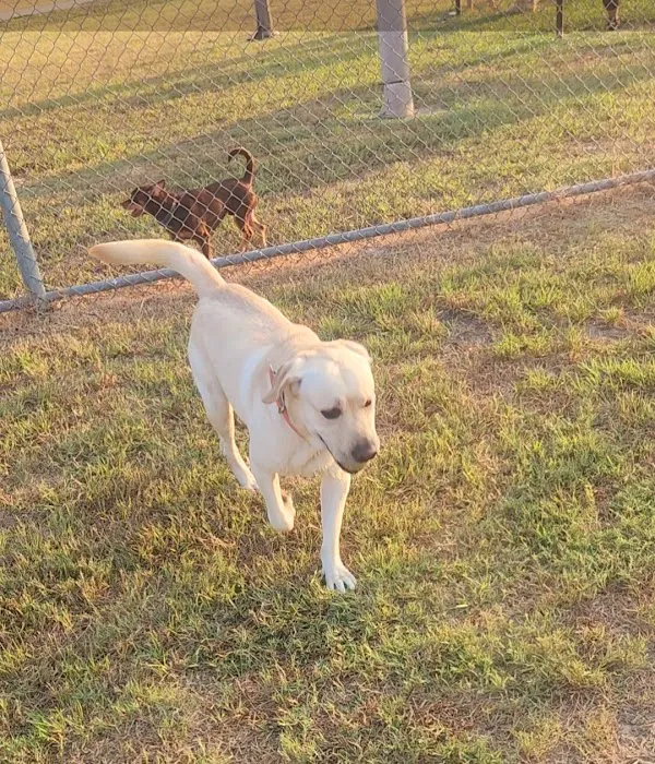 Dog Park at Deussen Park 3