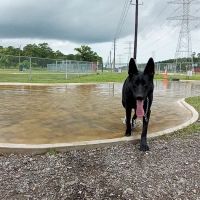 Dog Park at Deussen Park ico