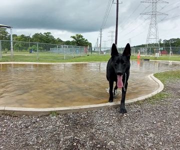 Dog Park at Deussen Park