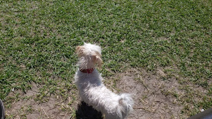 Large Dog Park 2