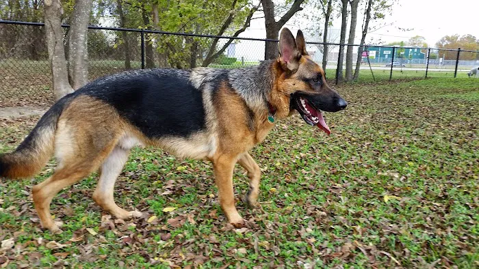 Ella & Friends Dog Park 1