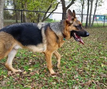 Ella & Friends Dog Park