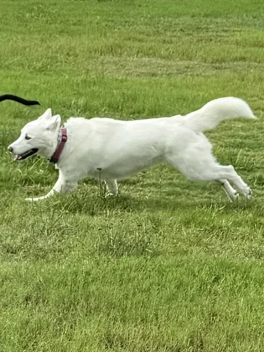 Dog Park at Atascocita Park 8