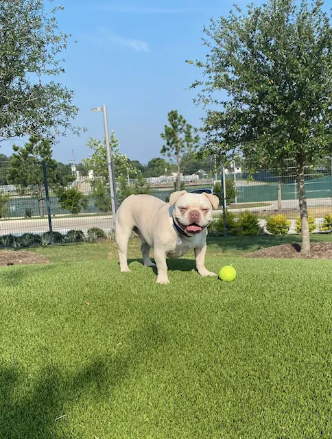 Dog Park at Atascocita Park 6