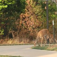 Dog Park at Atascocita Park ico