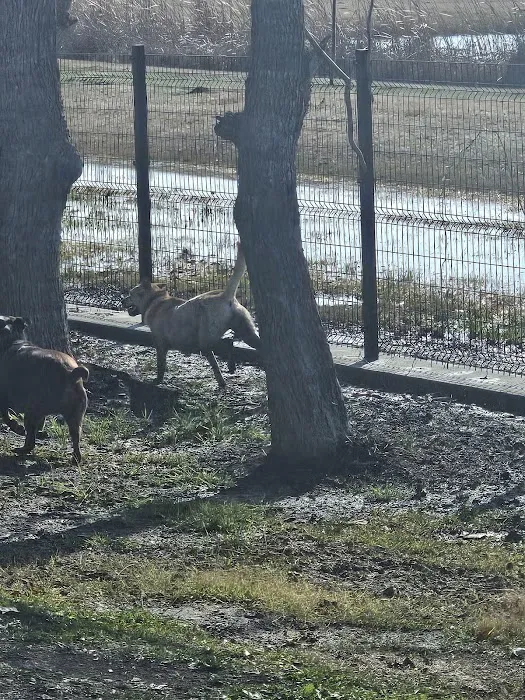 Hackberry Dog Park 5