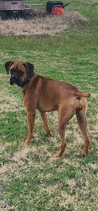 Hackberry Dog Park 6