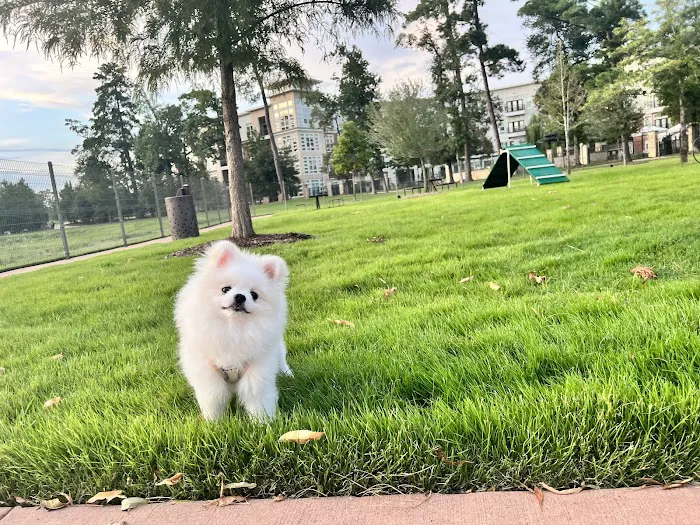 Springwoods Village Dog Park 6