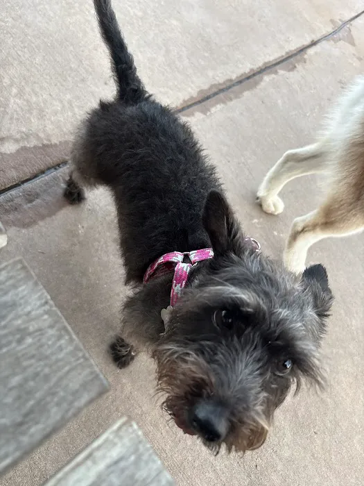 Springwoods Village Dog Park 1