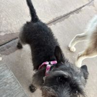 Springwoods Village Dog Park ico