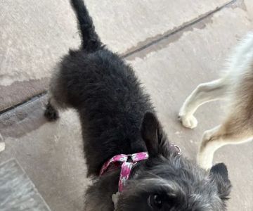 Springwoods Village Dog Park