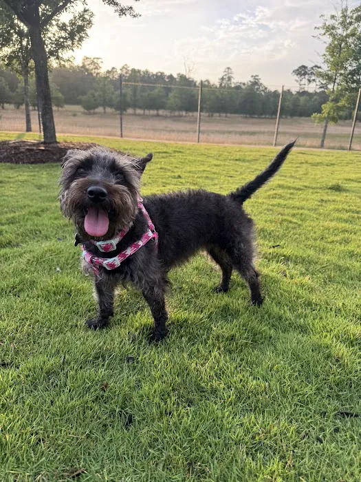 Springwoods Village Dog Park 9