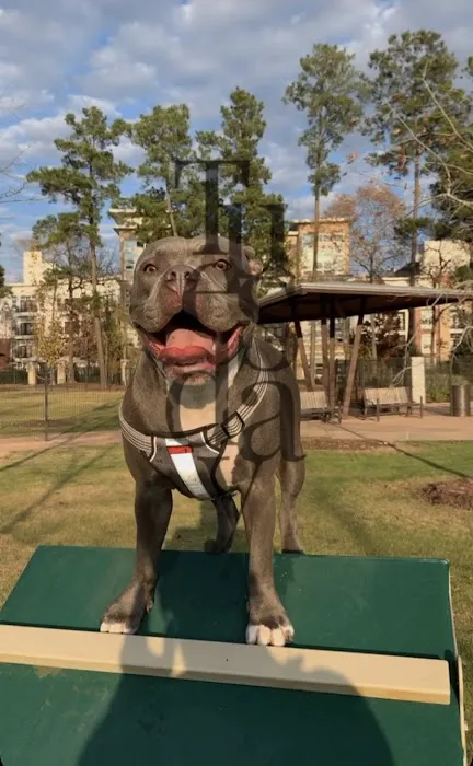 Springwoods Village Dog Park 10
