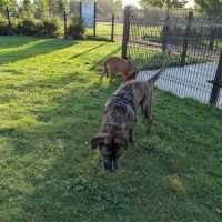 Cutten Green Dog Park ico
