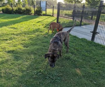 Cutten Green Dog Park
