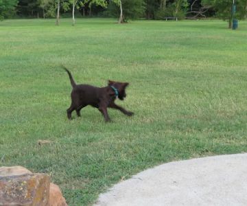 La Porte Dog Park
