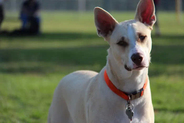 La Porte Dog Park 4