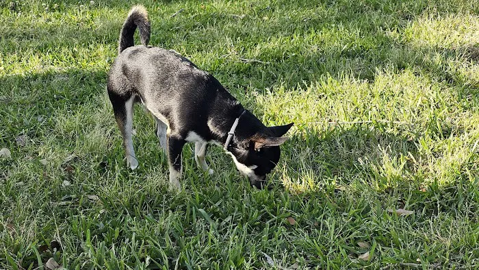 Lake Nassau Park: Dog Park 10