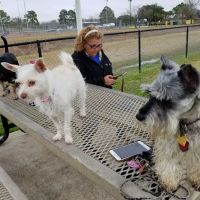 Independence Dog Park ico