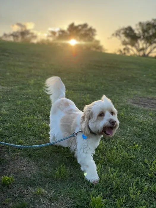 Independence Dog Park 2