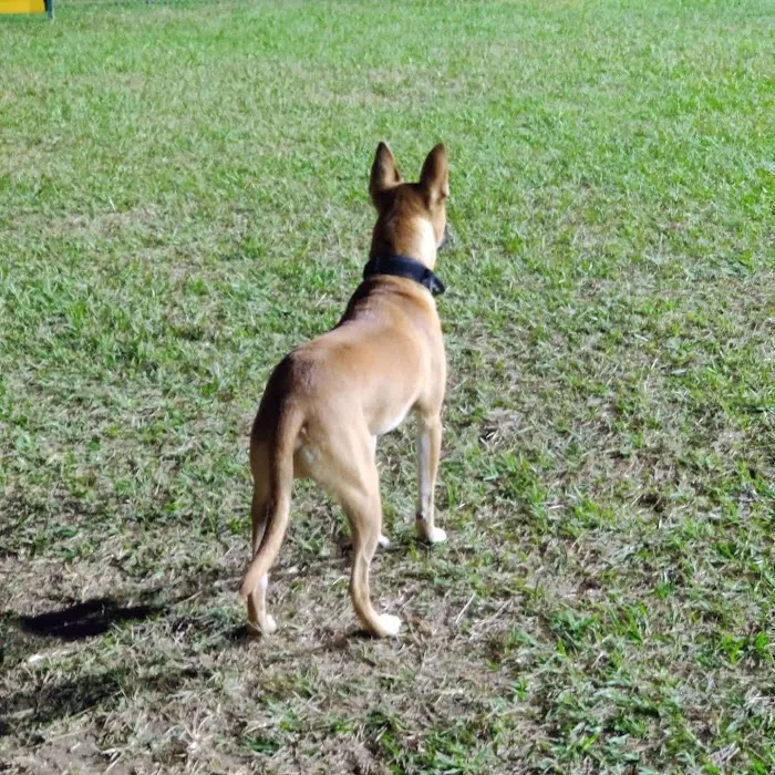 Independence Dog Park 4