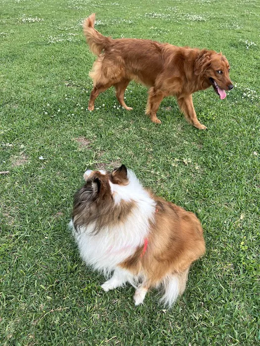Independence Dog Park 7