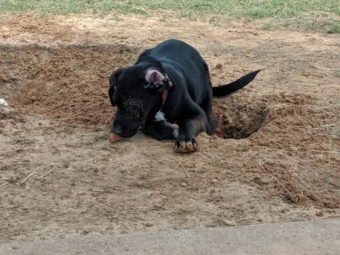 Independence Dog Park 10
