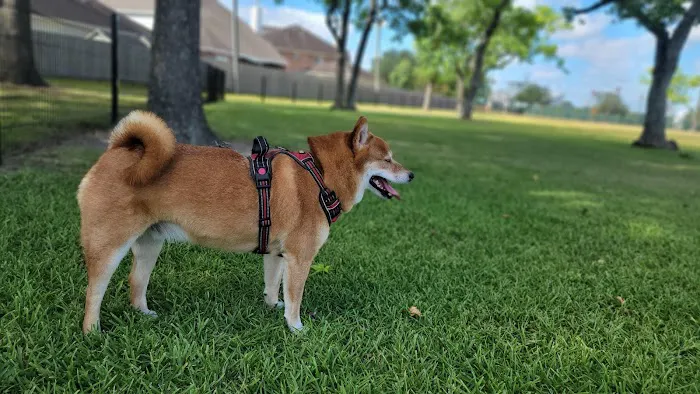 Independence Dog Park 5