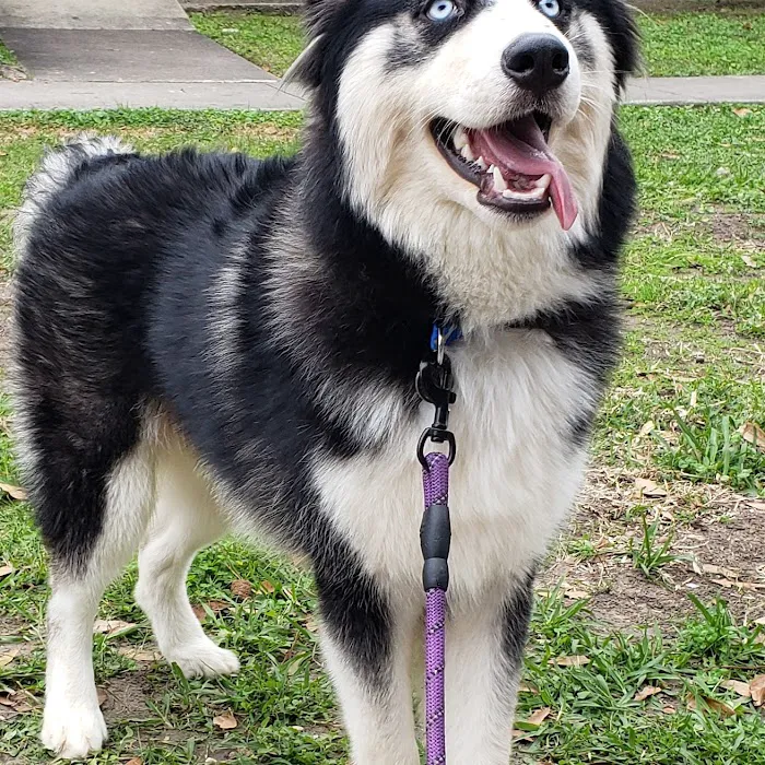 Dog Park 8