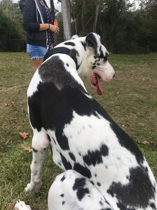 Dog Park 6