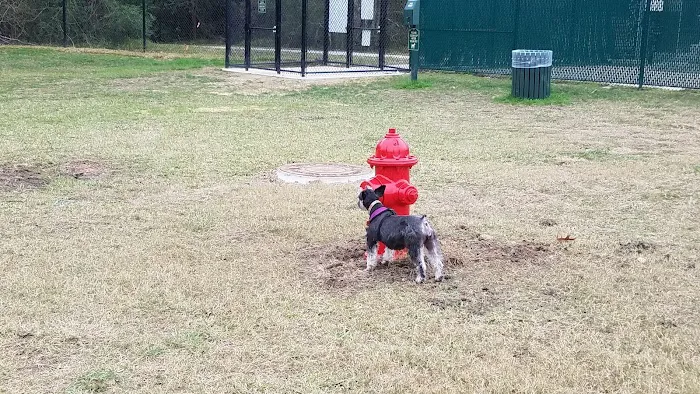 Dog Park 5
