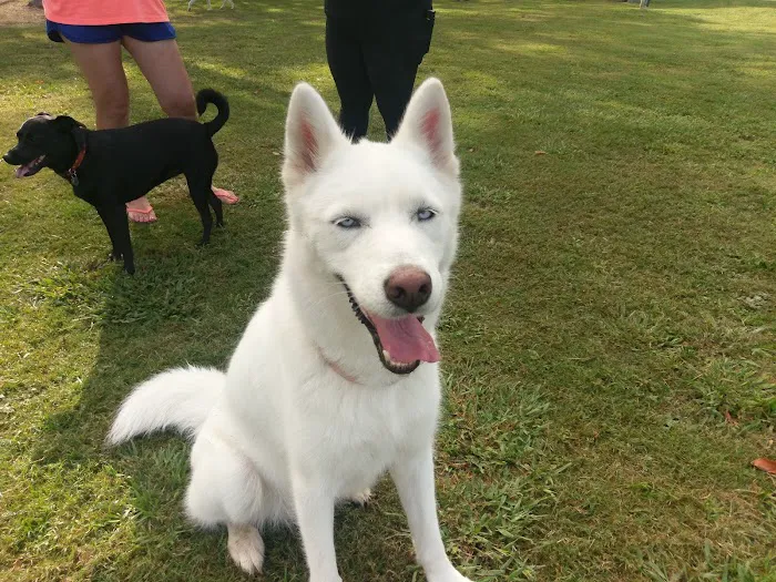 Dog Park 7