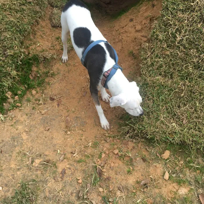 Dog Park 9